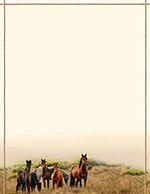 Horse Meadow Letterhead 80CT