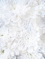 White Soft Petals Letterhead, 80 CT