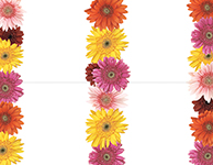 912823 - Gerbera Daisies