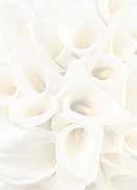 958135 - WHite Calla Lillies