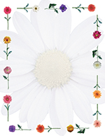 Daisies Letterhead 80CT