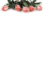 Pink Rose Petals Letterhead 80CT