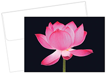 Opening Petals Thank You Notecard 20CT