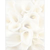 White Calla Lilies Letterhead 80CT